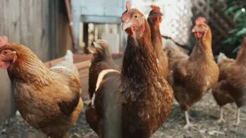 A group of curious hens, with a dominant one in the foreground, standing in a backyard environment.