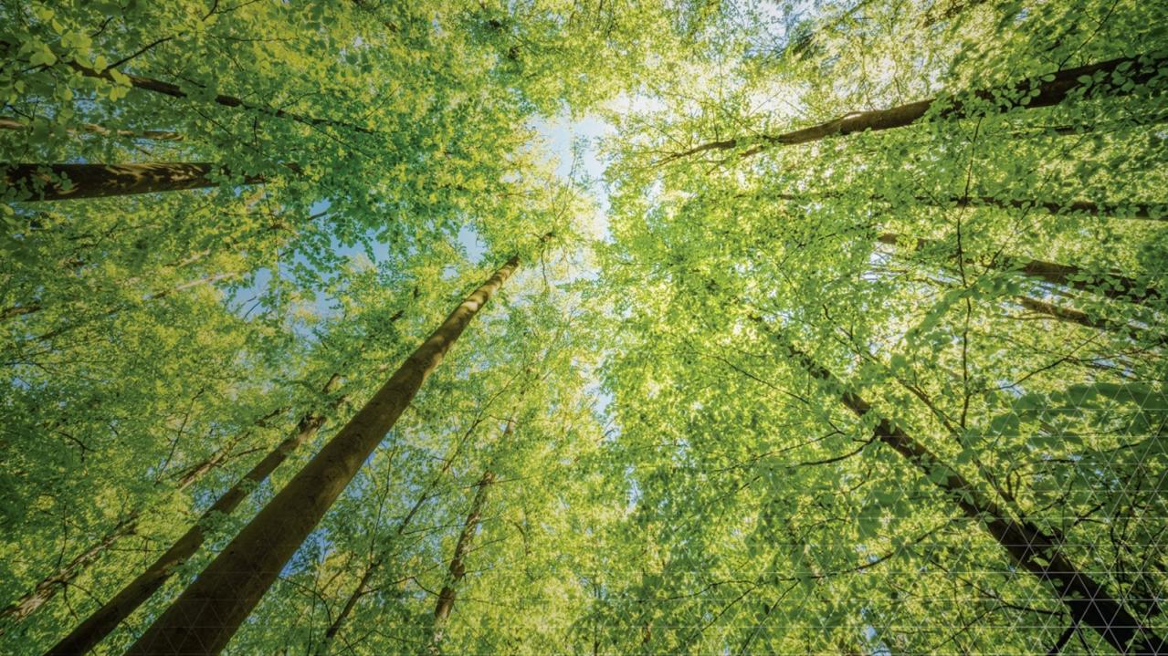 Photo of green trees for Albemarle Sustainability 2024